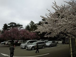 卯辰山の桜
